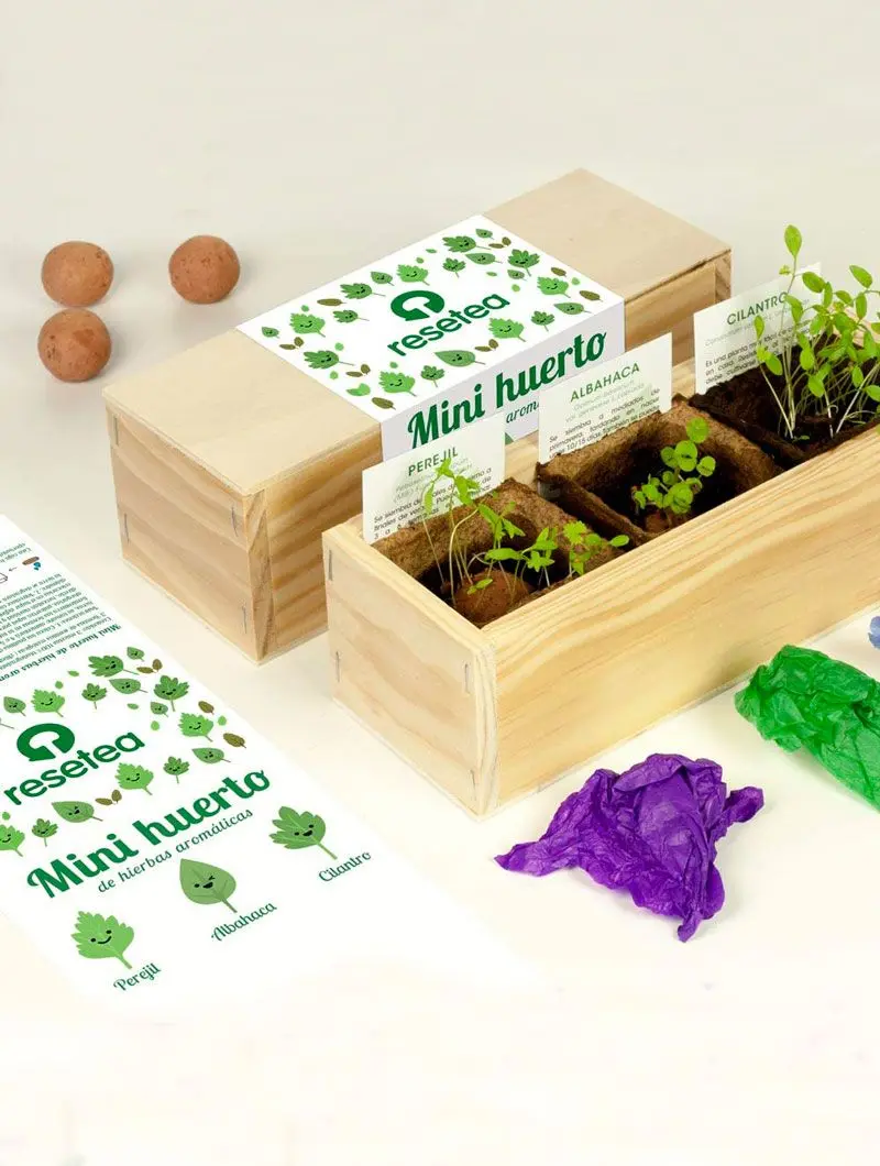 Mini huerto de plantas aromáticas