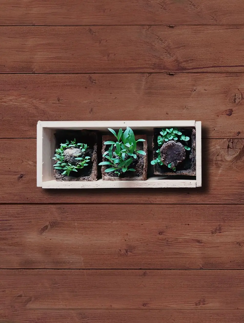 Mini huerto de plantas aromáticas