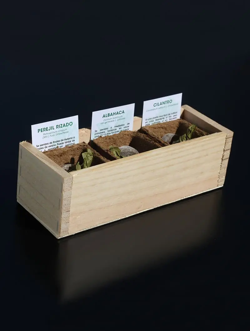Mini huerto de plantas aromáticas
